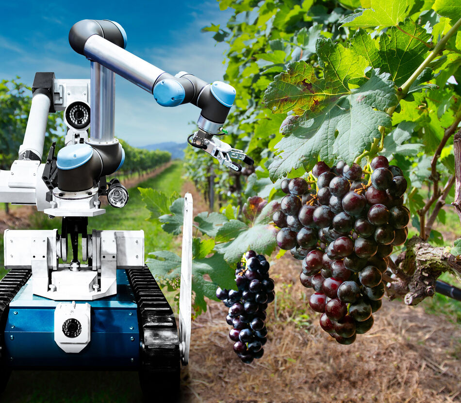 Robots for Vineyards
